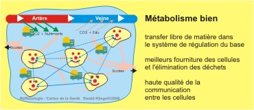 Métabolisme bien